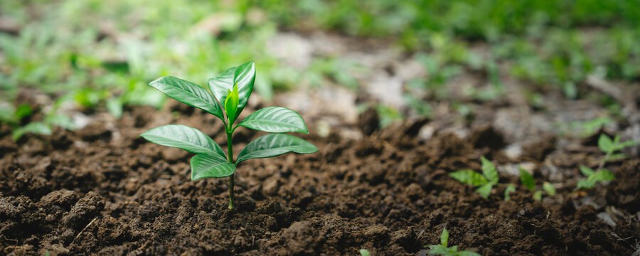 Environment and sustainability concept. Young Plant growing on green soil in forest for new life, ecological balance, biodiversity, conservation, renewable resources and sustainable development