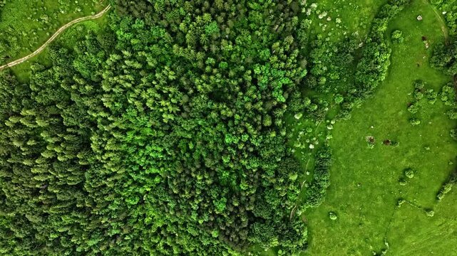 Cinematic overhead drone perspective tracking over deeply green pine trees. Isolated curvy tracks and roads winding through a dense forest jungle, peaceful outdoor environment from above.