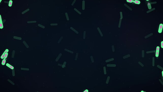 Rod shaped bacteria dividing by binary fission seamless loop