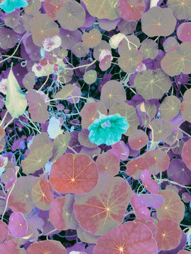 background with flowers