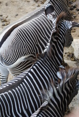 Zebra © Ravyn of Darkwood
