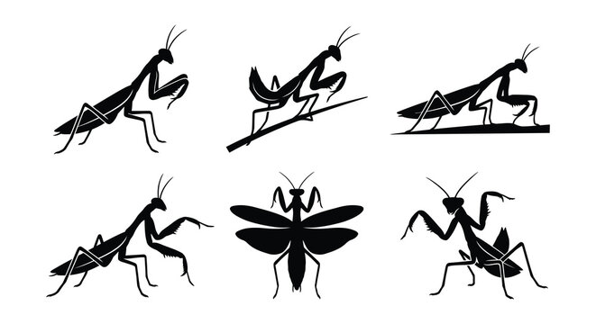 Praying mantis silhouettes depict insect anatomy in a vector illustration