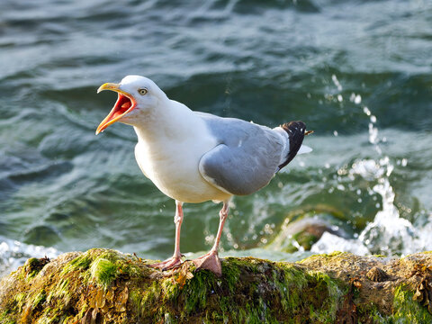 Angry Squawking Herring Gull on a Rock Against Splashing Water at Lyme Regis Dorset