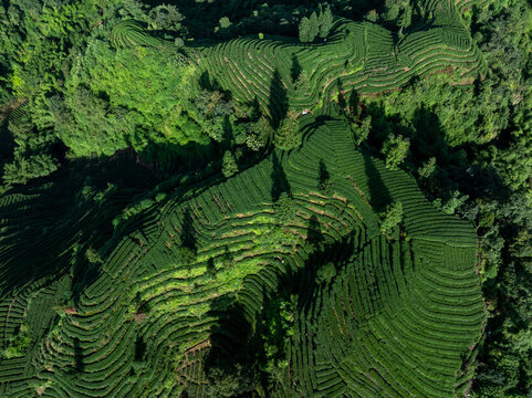 Aerial view of beautiful tea crop terrace landscape in China