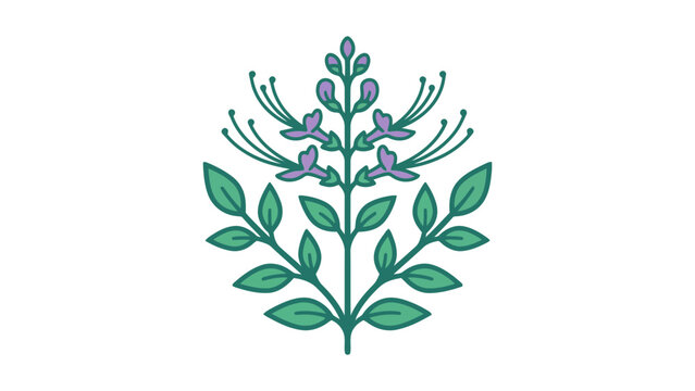 Cat's Whiskers Herb Botanical Vector Illustration