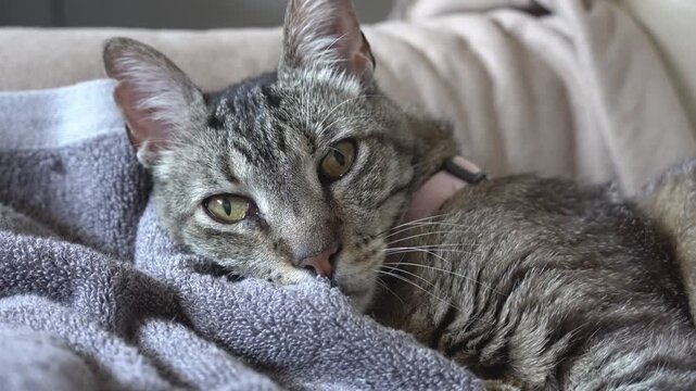 Tabby cat drowsy gaze close-up on blanket, video
