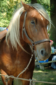 Horse pulling event at Harvest Fest in Dwingeloo Netherlands traditional draft horse with harness and blonde mane in rural agricultural competition