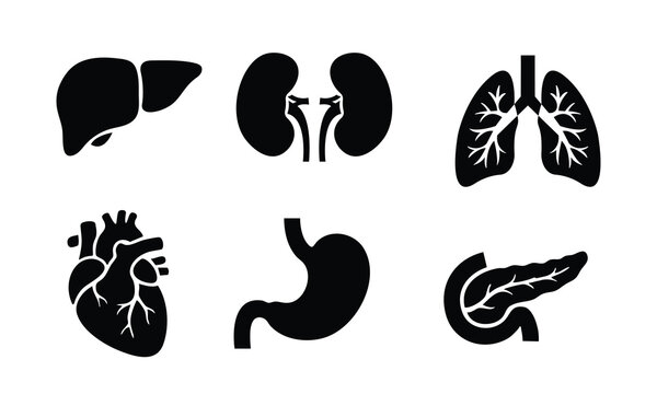 Set of black silhouette icons representing various human internal organs for medical and educational design purposes