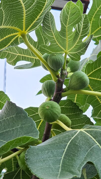 Unripe Green Figs Growing on Tree Branch with Leaves