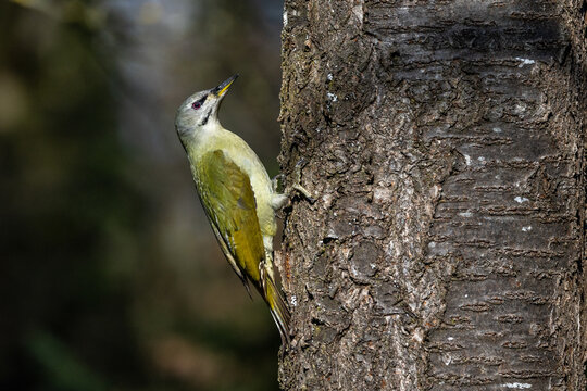 Grauspecht (Picus canus) Weibchen