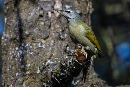 Grauspecht (Picus canus) Weibchen