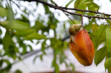 Close up photo of a garden snail on a ripe orange star fruit with a rain droplet, against a lush green bokeh background. Professional wildlife and food photography. © ahmadyahdi