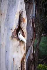 Sulphur-crested Cockatoo Perched at Eucalyptus Tree Hollow © Tong