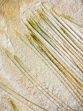 Microscopic view of trichostasis spinulosa under microscope