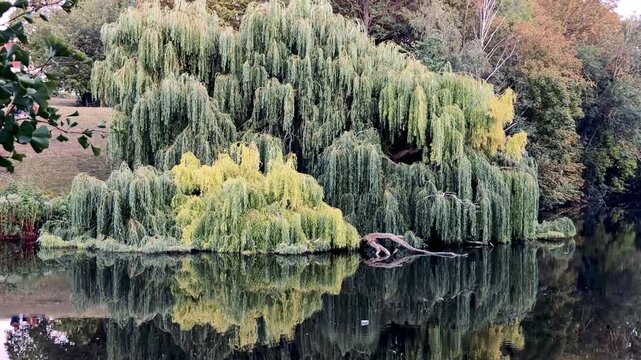 Weeping Willow Reflected in a Calm City Park Pond