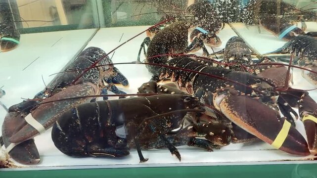 Live Lobsters Waiting in a Seafood Market Display Tank