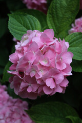 Obraz premium Close-up of Pink Hydrangea flowers on plants in the garden on summer 