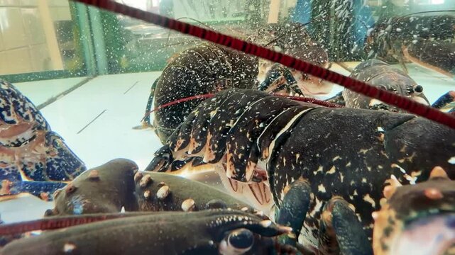 Live Lobsters with Banded Claws in a Market Aquarium Tank