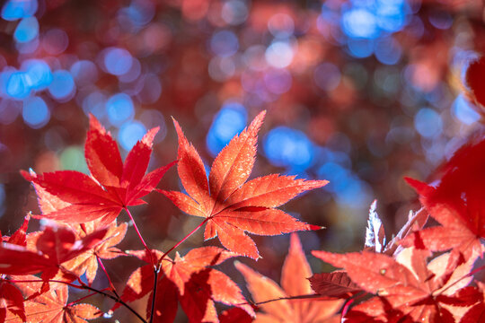 Beautiful autumn maple tree leaves with orange and red foliage against blue sky.