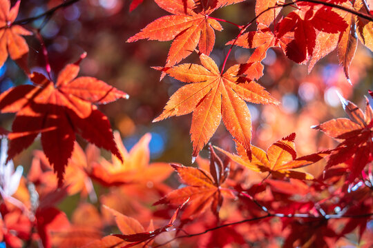 Beautiful autumn maple tree leaves with orange and red foliage against blue sky.