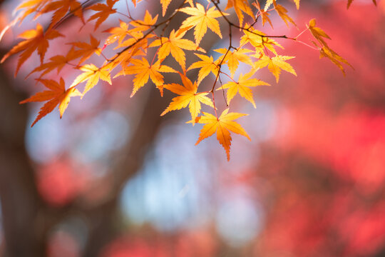Beautiful autumn maple tree leaves with orange and red foliage against blue sky.