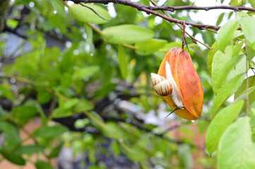 Detailed wildlife photography of a garden snail exploring a wet, ripe carambola. Vivid orange and green tones highlight the natural habitat and rainy season freshness. Perfect for ecology concepts. © ahmadyahdi