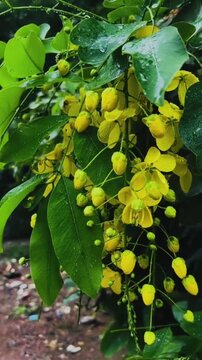 Beautiful yellow Cassia fistula flowers in the rainy weather