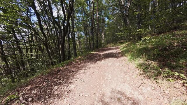 Empty Dirt Path Winding Through a Dense Green Forest on a Sunny Day