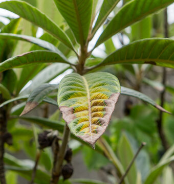 Damaged Leaf Among Green Foliage