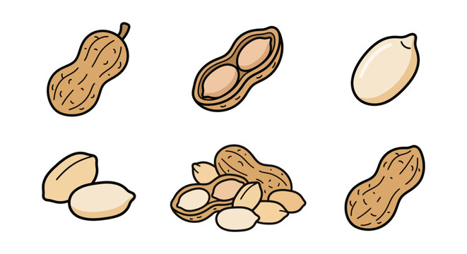Cute vector hand drawn set of peanuts in shells and peeled nuts collection