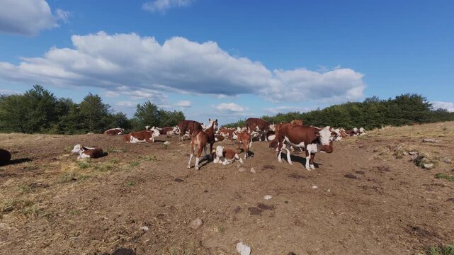 Herd of Cows Resting on a Mountain Pasture Under a Blue Sky with Clouds