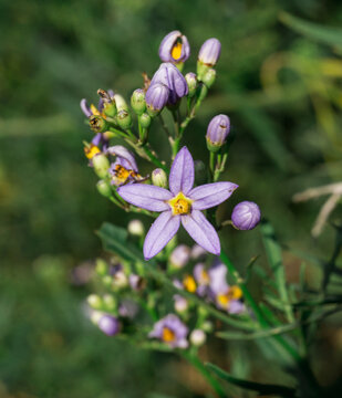 Delicate Purple Star-Shaped Wildflower in Bloom