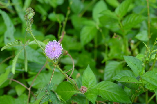 A delicate pink sensitive plant flower blooms amongst creeping vines and fresh green leaves. Beautiful floral macro photography highlighting tropical plant life for environmental and eco designs.