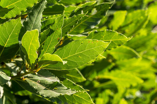 Bay Laurel Leaves in Sunlight