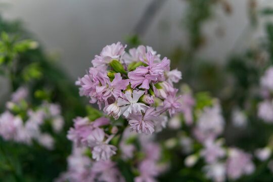 Delicate Pink Flowers in Bloom
