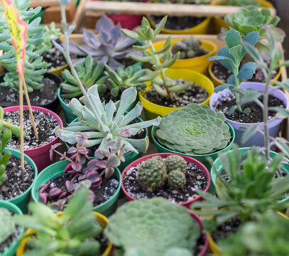 Colorful Collection of Potted Succulent Plants and Cacti