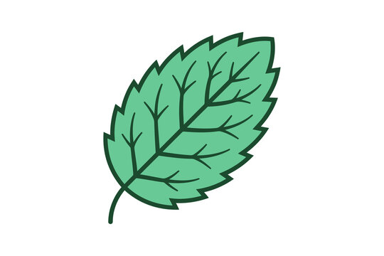 Mint Leaf Vector Illustration