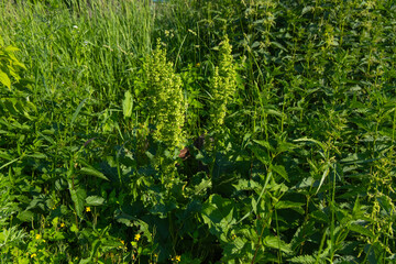 Naklejka premium Plants Rumex confertus grow in a field with tall grass under bright sunlight during a warm day in summer
