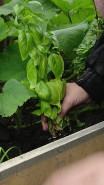 Vertical video. Woman planting fresh basil plant. Growing herbs on kitchen garden