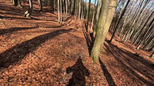 POV Mountain Biking Downhill Through Autumn Forest with Long Shadows