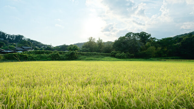 田んぼ風景」の写真素材 | 663,539件の無料イラスト画像 | Adobe Stock