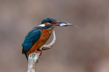 Fototapeta premium Eisvogel (Alcedo atthis) Weibchen