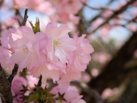 晴れた4月に美しく咲いたピンク色の桜の花「紅豊（ベニユタカ）」