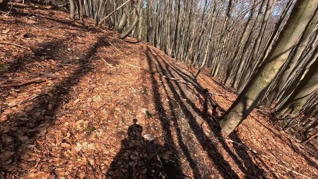 Slow Motion POV Mountain Biking Through Beech Forest with Long Shadows