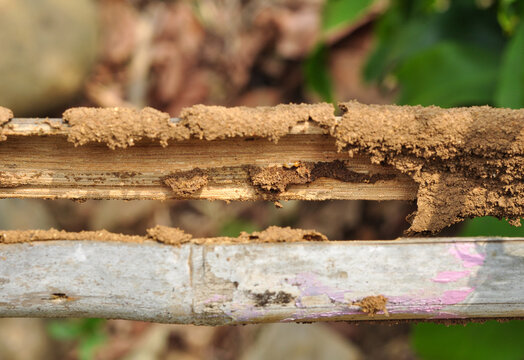 Termite Mud Tubes On Wooden Branch