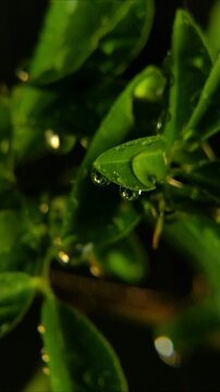 Wet porous bright green citrus leaves during a rain storm Vertical Video 24fps