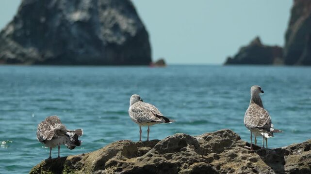 Seagulls ocean rocks three wild birds stand on coastal rocks by calm blue sea under clear sky