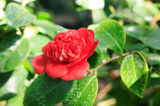 Camellia flower blooming in a garden surrounded by green leaves on a sunny day