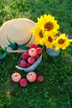 fresh crop apples in basket, bouquet of sunflowers and straw hat on green meadow, natural background.  still life with sunflowers in garden. symbol of harvest, summer end, autumn season beginning