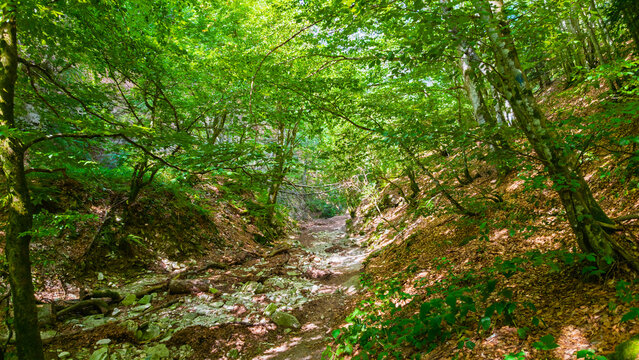 Hiking in the beech forest of Val di Ranco - Umbria - Italy